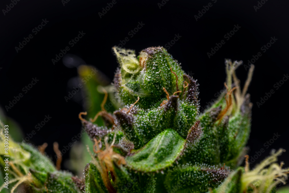 Wall mural Macro view for color fresh blossom of potent marijuana flower from greenhouse