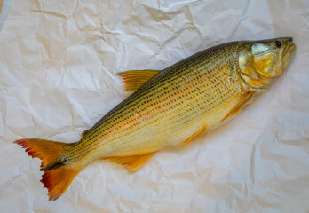 Wonderful Brazilian freshwater fish  or Salminus maxillosus known as dourado, the king of the river