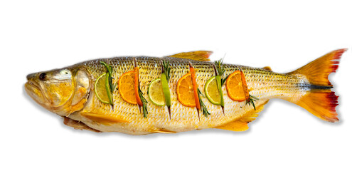 Wonderful Brazilian freshwater fish  or Salminus maxillosus known as dourado, the king of the river