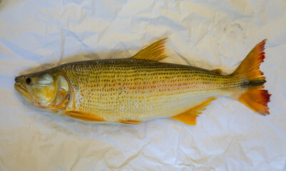 Wonderful Brazilian freshwater fish  or Salminus maxillosus known as dourado, the king of the river