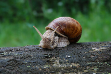 a snail sits on the trunk of an old tree after rain in a summer forest