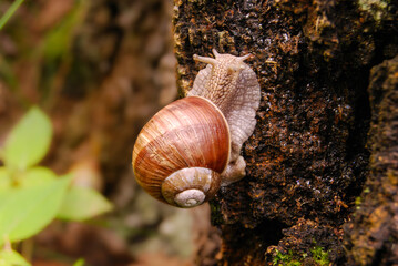 a snail crawls up a tree trunk after a rain in the forest