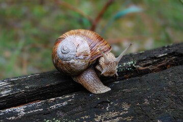 a large snail on the trunk of an old fallen tree in a summer forest