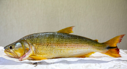 Wonderful Brazilian freshwater fish  or Salminus maxillosus known as dourado, the king of the river