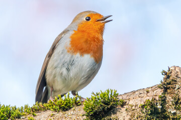 Singendes Rotkehlchen im Baum