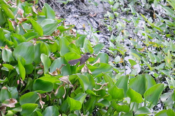 Fototapeta premium Aquatic plants and birds