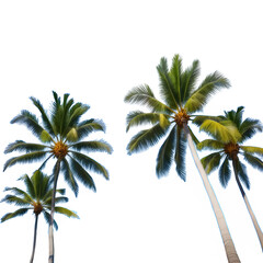 Beautiful natural tropical 