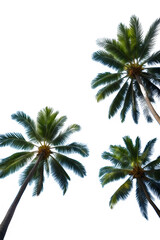 Beautiful natural tropical 