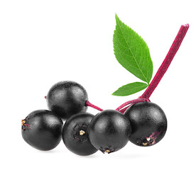 Twig with black elderberries and green leaves isolated on a white background. Fresh fruit of Sambucus.