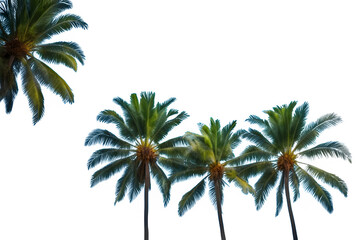 Beautiful natural tropical 