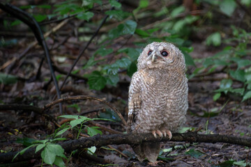 Tawny Owl on the branch