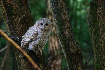 Tawny Owl in the forest