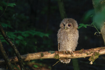 Tawny Owl in the wood