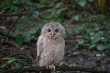 Tawny Owl in the park