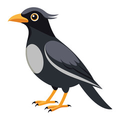 mynah bird on a white background