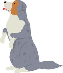 Adorable australian shepherd dog standing on its hind legs, looking up with its tongue out