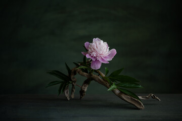 a melancholic, romantic composition of pink peony flowers, with the use of a necklace, and tree roots.