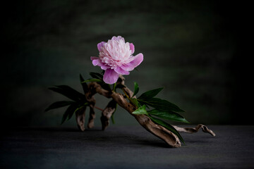 a melancholic, romantic composition of pink peony flowers, with the use of a necklace, and tree...