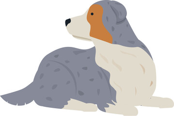 Blue merle australian shepherd dog lying down and looking away