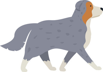Illustration of an australian shepherd dog walking with its head up