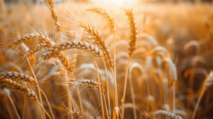 Fototapeta premium A grain-themed poetry night, where poets share pieces inspired by the harvest, bread, and the simplicity of grains