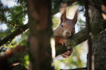 Entspanntes Eichhörnchen liegt auf einem Ast