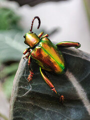 The Green Dock Leaf Beetle, also known as Gastrophysa viridula, a fascinating species of leaf...