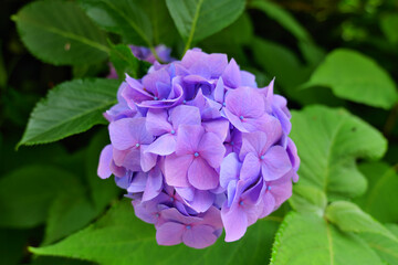 鎌倉, 長谷寺の紫の紫陽花
