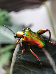 The Green Dock Leaf Beetle, also known as Gastrophysa viridula, a fascinating species of leaf beetle, beetle on a leaf, beetle on hand, Metallic Green Beetle 