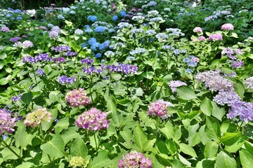 鎌倉,長谷寺の色とりどりの紫陽花
