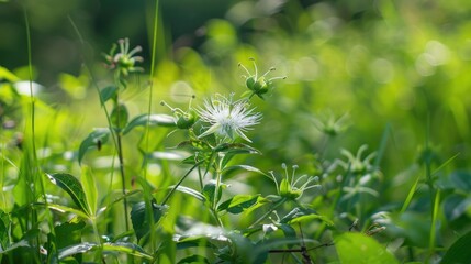 Obraz premium Passiflora foetida plant growing in the dense meadow