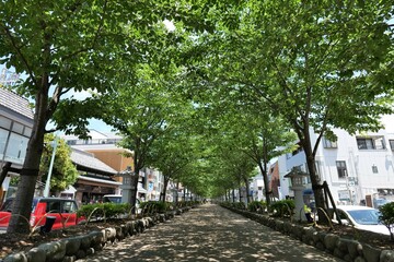 鎌倉,鶴岡八幡宮に続く参道
