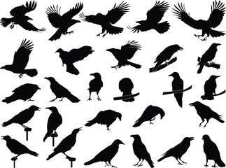twenty seven crow silhouettes isolated on white