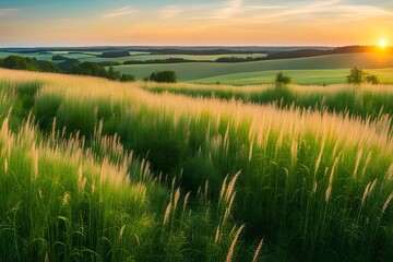 wild high grass in nature