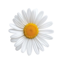 White daisy flower head isolated on transparent background © Photocreo Bednarek