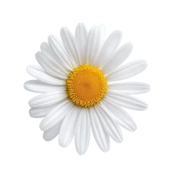 Selbstklebende Fototapeten White daisy flower head isolated on transparent background © Photocreo Bednarek