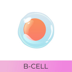 B cell. Lymphoid system cell. Isolated vector icon