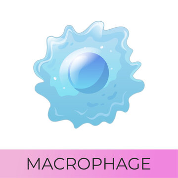 Macrophage. Myeloid system cell. Isolated vector icon