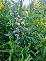 flowers in the garden
