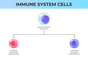 Scheme of immune system cells. Hematopoietic stem cell, common lymphoid progenitor, common myeloid progenitor