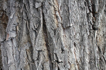 Bark