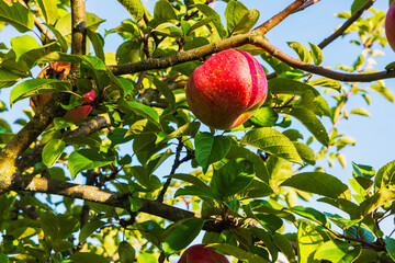 Close-up view of red apples on an apple tree on an autumn day against a blue sky.