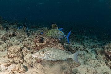 Fototapeta premium Fish swim at the Tubbataha Reefs national park Philippines 