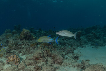 Fish swim at the Tubbataha Reefs national park Philippines
