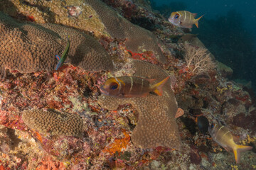 Fish swim at the Tubbataha Reefs national park Philippines
