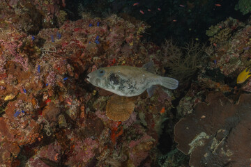 Fish swim at the Tubbataha Reefs national park Philippines
