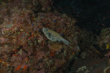 Fish swim at the Tubbataha Reefs national park Philippines
