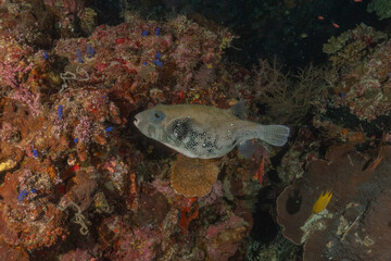 Fish swim at the Tubbataha Reefs national park Philippines
