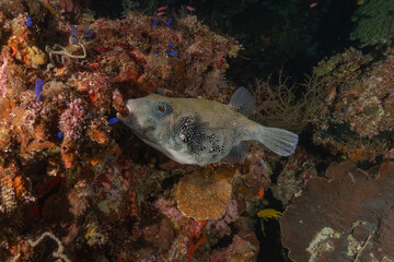 Fish swim at the Tubbataha Reefs national park Philippines
