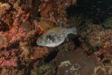 Fish swim at the Tubbataha Reefs national park Philippines
